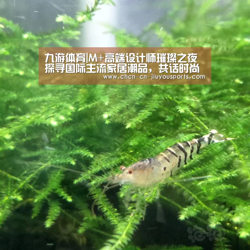 九游体育|M+高端设计师璀璨之夜探寻国际主流家居潮品,共话时尚生活潮流(图2) 九游体育
